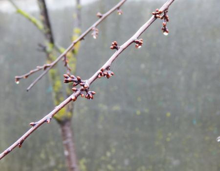 cherry tree twig, swelling buds in springの写真素材