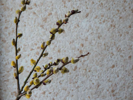 a branch of blossoming willow for Easter