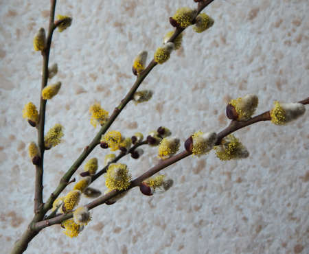 a branch of blossoming willow for Easterの写真素材