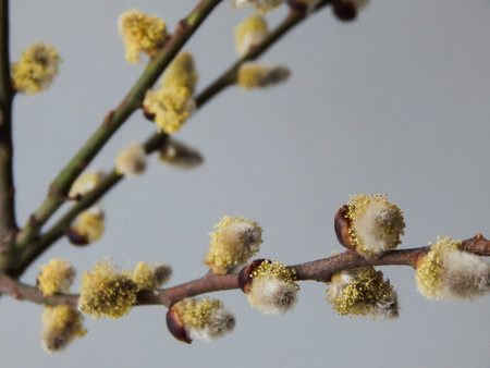 a sprig of willow blooming in spring on a light backgroundの写真素材