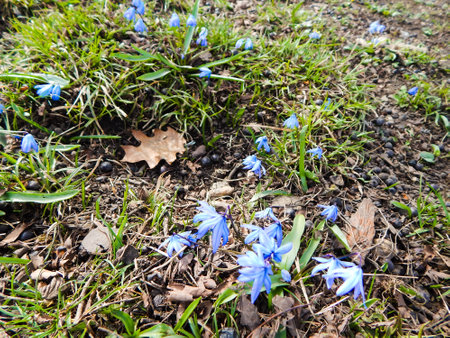 blue primroses, blooming in the spring in the green grass