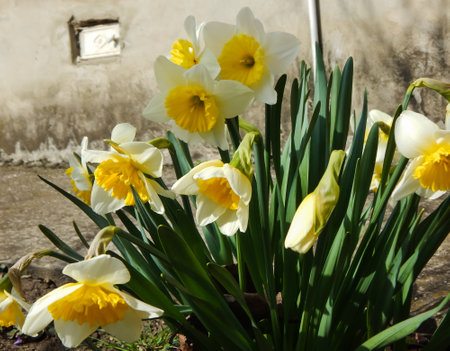daffodil flowers bloomed in the springの写真素材