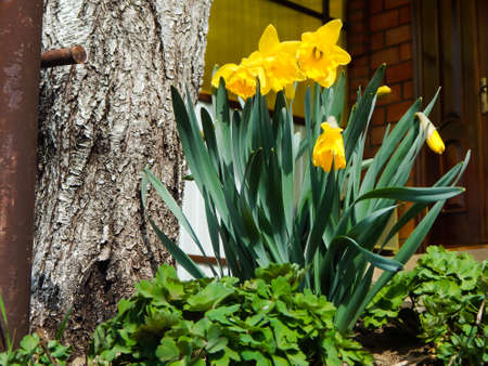blooming daffodils in spring near the treeの写真素材