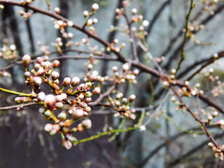 spring has come, flowers are blooming on the treesの写真素材