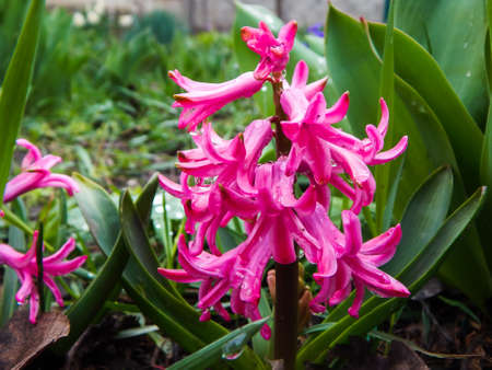 spring flowers bloomed pink hyacinths