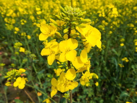 yellow rapeseed flowers in the field