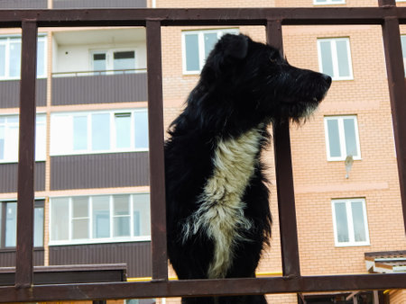 a black and white dog looks away through the fence barsの写真素材