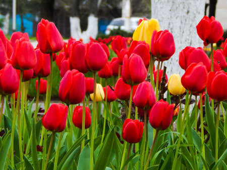 in spring, red and yellow tulips bloom beautifullyの写真素材