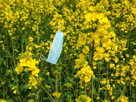 a medical mask hangs on yellow rapeseed flowers