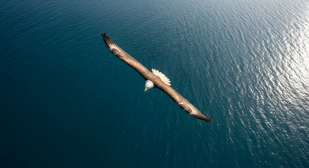 Bald Eagle Soaring Over Deep Blue Waterの素材