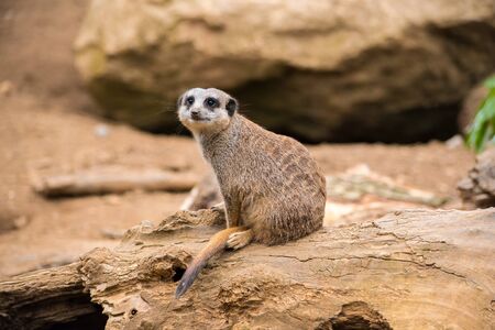 Meerkat on a rockの写真素材