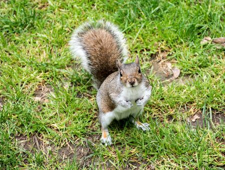 Grey squirrel on some grassの写真素材
