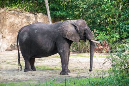 Large african elephant looking aroundの写真素材