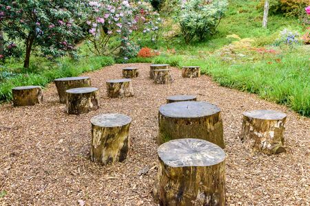 A collection of old tree stumpsの写真素材