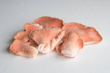A selection of Pink Oyster Mushroomsの写真素材
