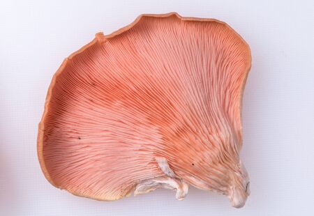 Close up view of Pink Oyster Mushroomsの写真素材