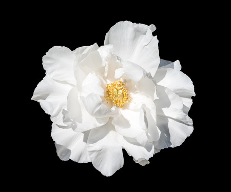 White Tree Peony, also knows as Paeonia Renkaku. Isolated on a black backgroundの写真素材