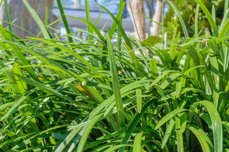 Close up and at level view of long grassの写真素材
