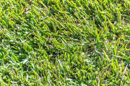 Close up view of Centipede Grass (eremochloa ophiuroides)の写真素材