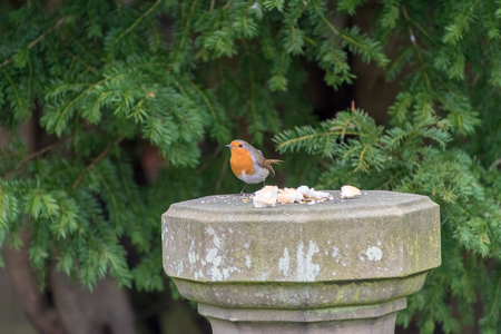 Robin Redbreast bird eating breadの写真素材