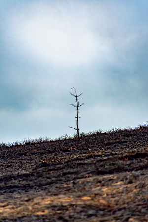 Remains of a single tree on a burnt landscape after a forest fire in the Horseshoe Pass Walesの写真素材