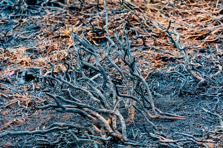 Close view of fire damage caused by a forest fireの写真素材