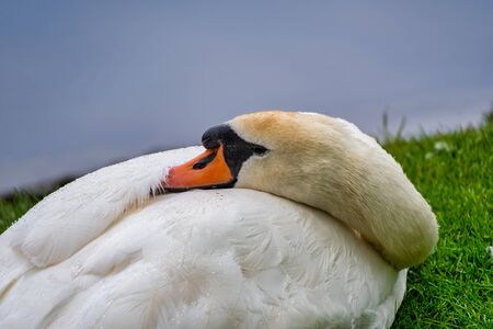 Close up view of a Swan resting its head on its backの写真素材
