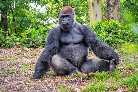 A male gorilla sitting on the groundの写真素材