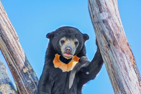 Sun Bear in the sun standing  in a tree