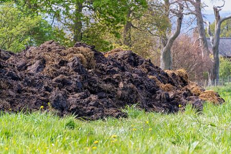 Large mound of cow manure in a fieldの写真素材