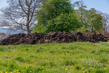 Large mound of cow manure in a fieldの写真素材