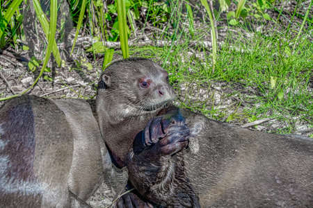 Giant Otter basking and playing in the sunの写真素材