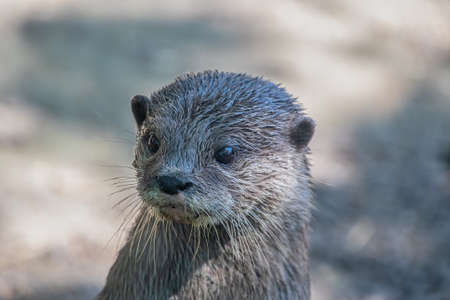 Portrait of an Asian small-clawed otter (Amblonyx cinerea)の写真素材