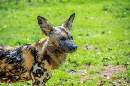 African Painted Dog: Scientific name: Lycaon pictusの写真素材