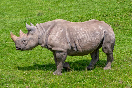 Black Rhino in a fieldの写真素材