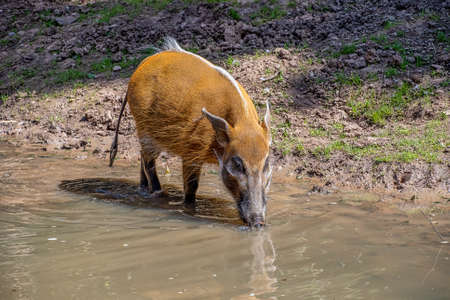 red River Hog drinking water from a riverの写真素材
