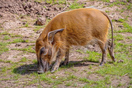 Red River Hog eating grassの写真素材