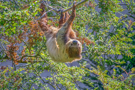 Two toed sloth slowley crawling along some ropeの写真素材