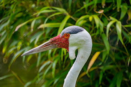 Close view of a Wattled Crane's headの写真素材
