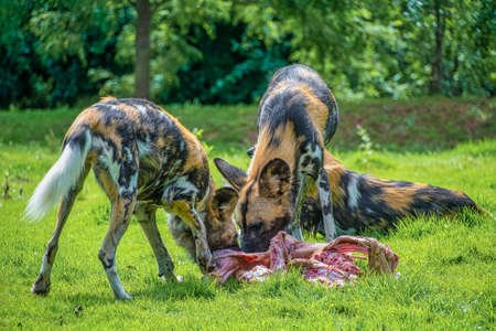 African Painted Dog: Scientific name: Lycaon pictus. Eating foodの写真素材