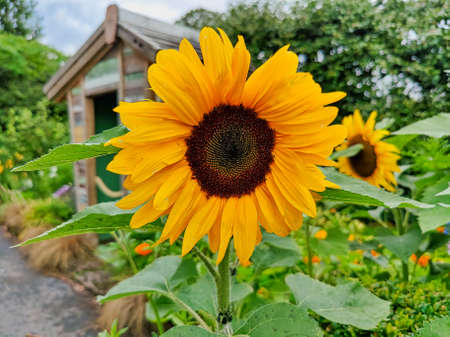 Close view of a sunflower bloomの写真素材
