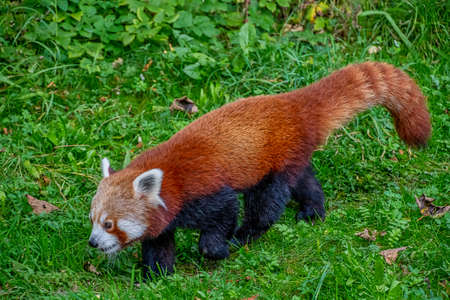 Cute Red Panda also known as  lesser panda (Ailurus fulgens)の写真素材