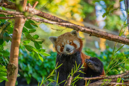 Cute Red Panda also known as  lesser panda (Ailurus fulgens)