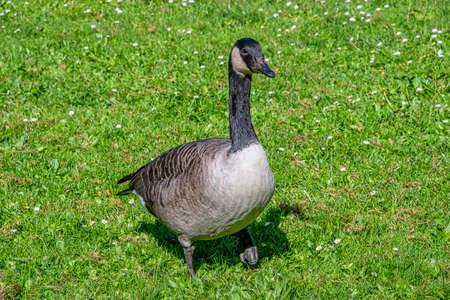 Canada goose walking on grass in the sunshineの写真素材