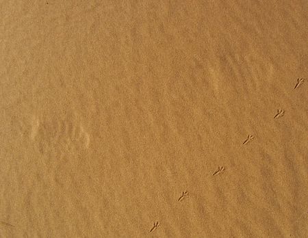 Sandy Beach Background with Bird Prints