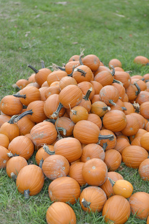 Hiram House Annual Pumpkin Festival. October 13, 2013. Pumpkin on display.のeditorial素材