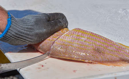 fisherman filleting fish on Sarasota Bay Harborの写真素材