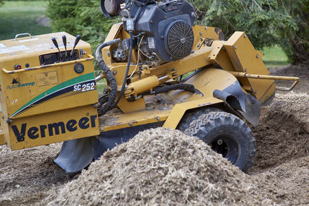 Tree stump grinding after pine tree was cut downのeditorial素材