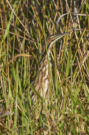 American Bittern Everglades National Park Florida USA
