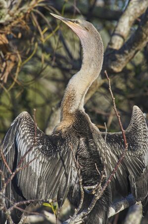 Anhinga Everglades National Park Florida USAの写真素材